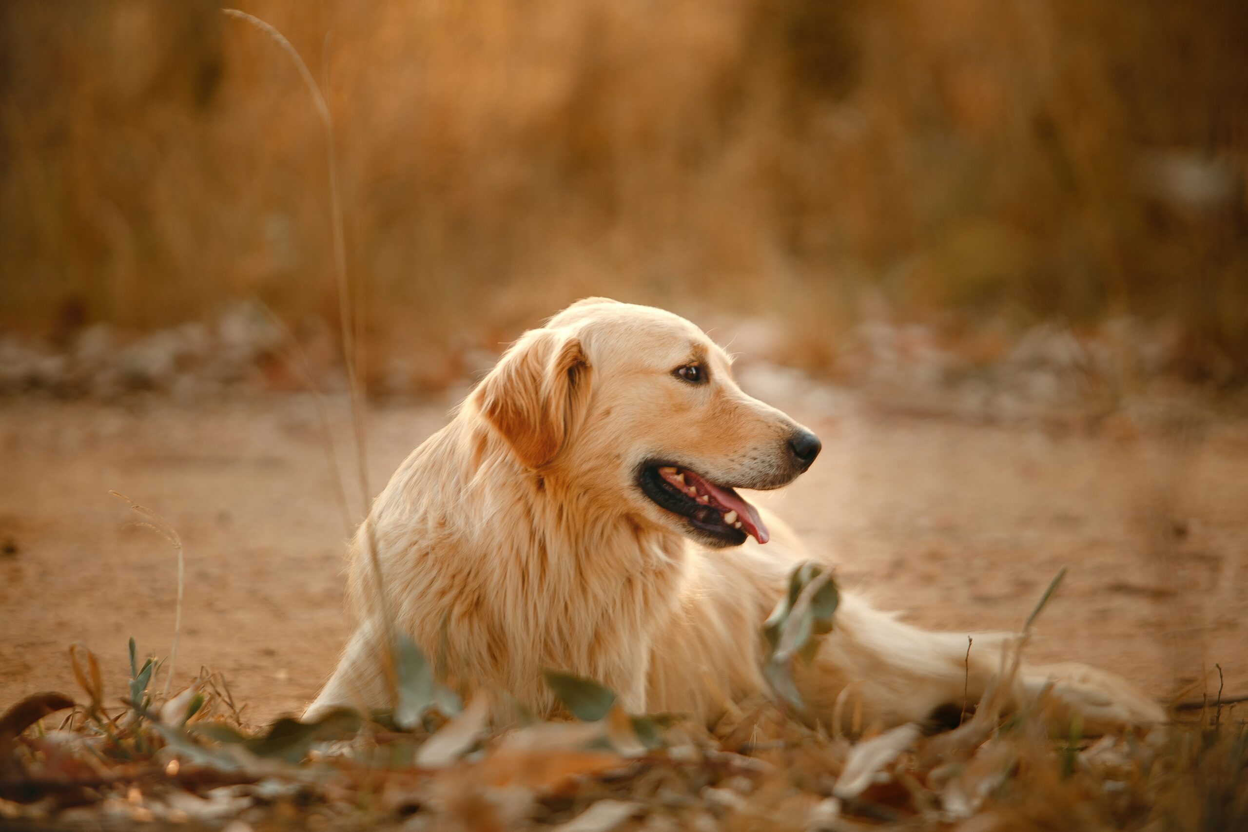 Max the search dog posing proudly after completing a successful mission