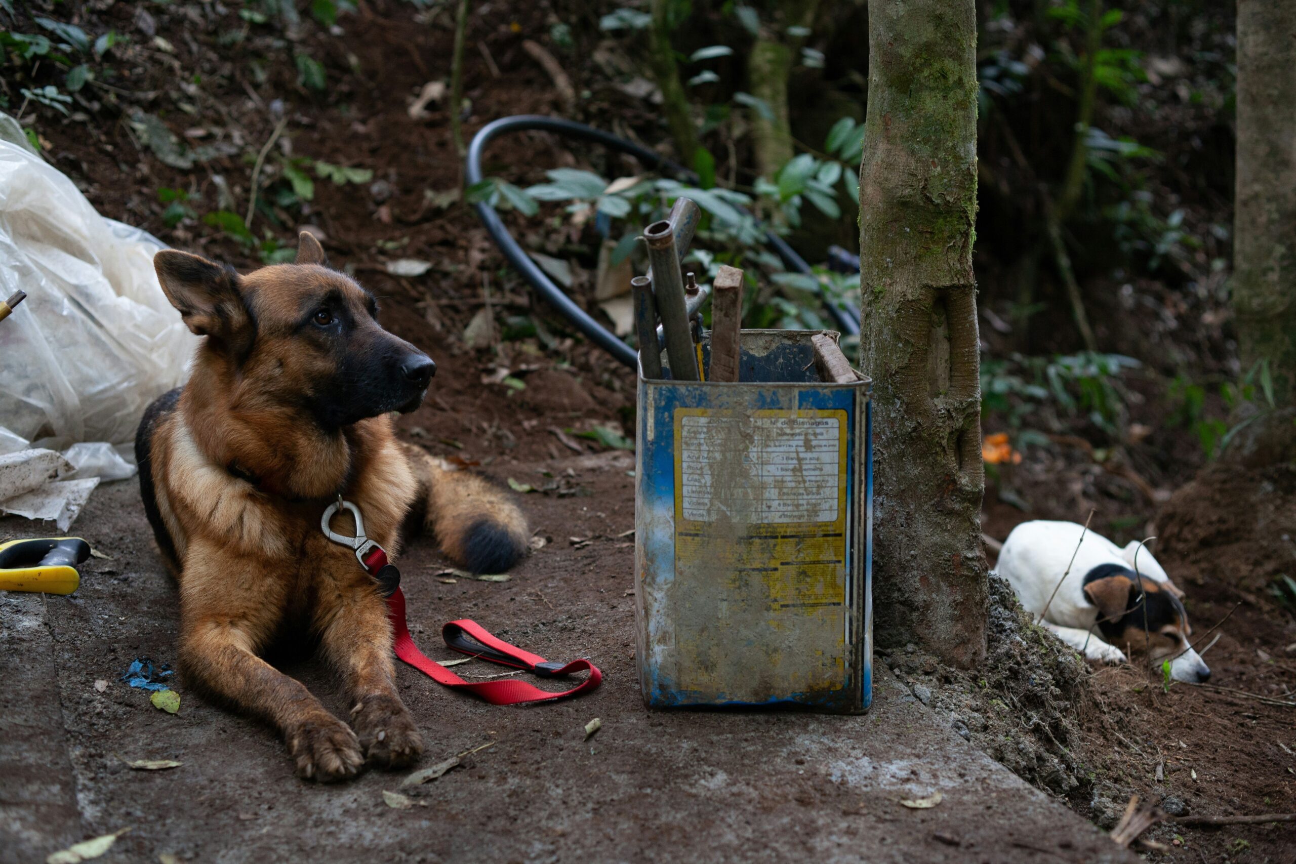 Rescue dog named Daisy posing proudly with its certificate.