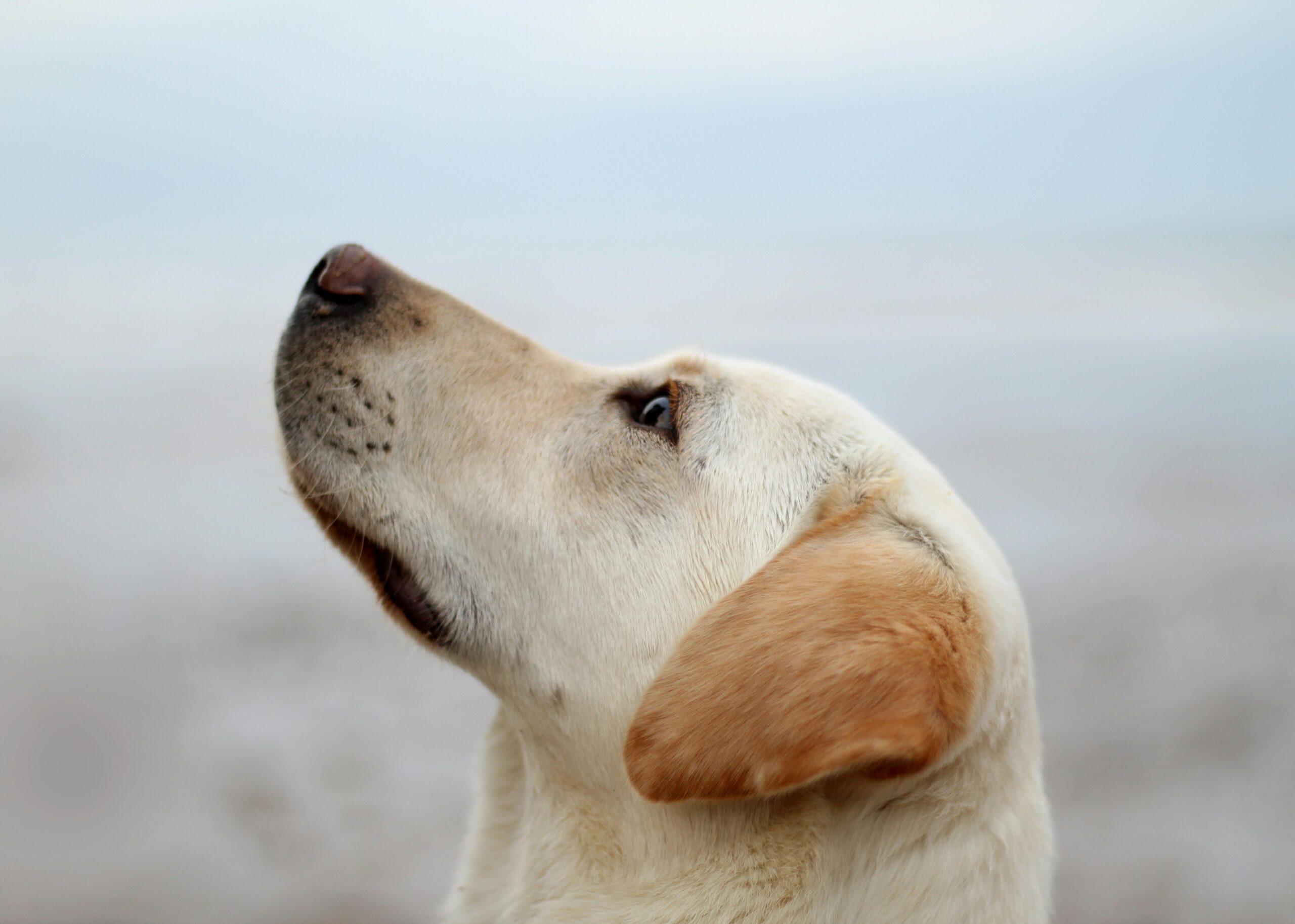 rescue dog sniffing ground