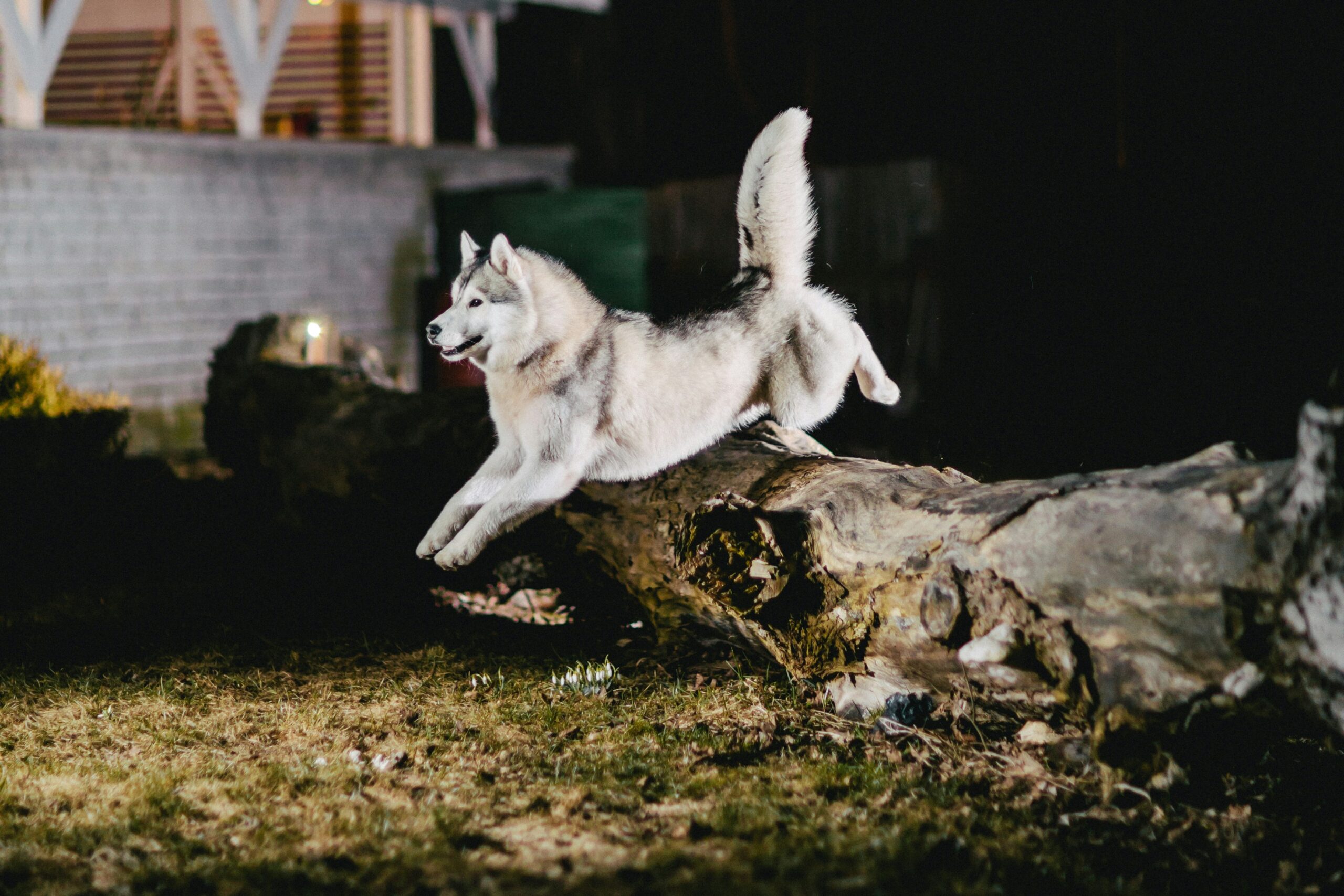 Rescue dog sitting calmly near owner outdoors