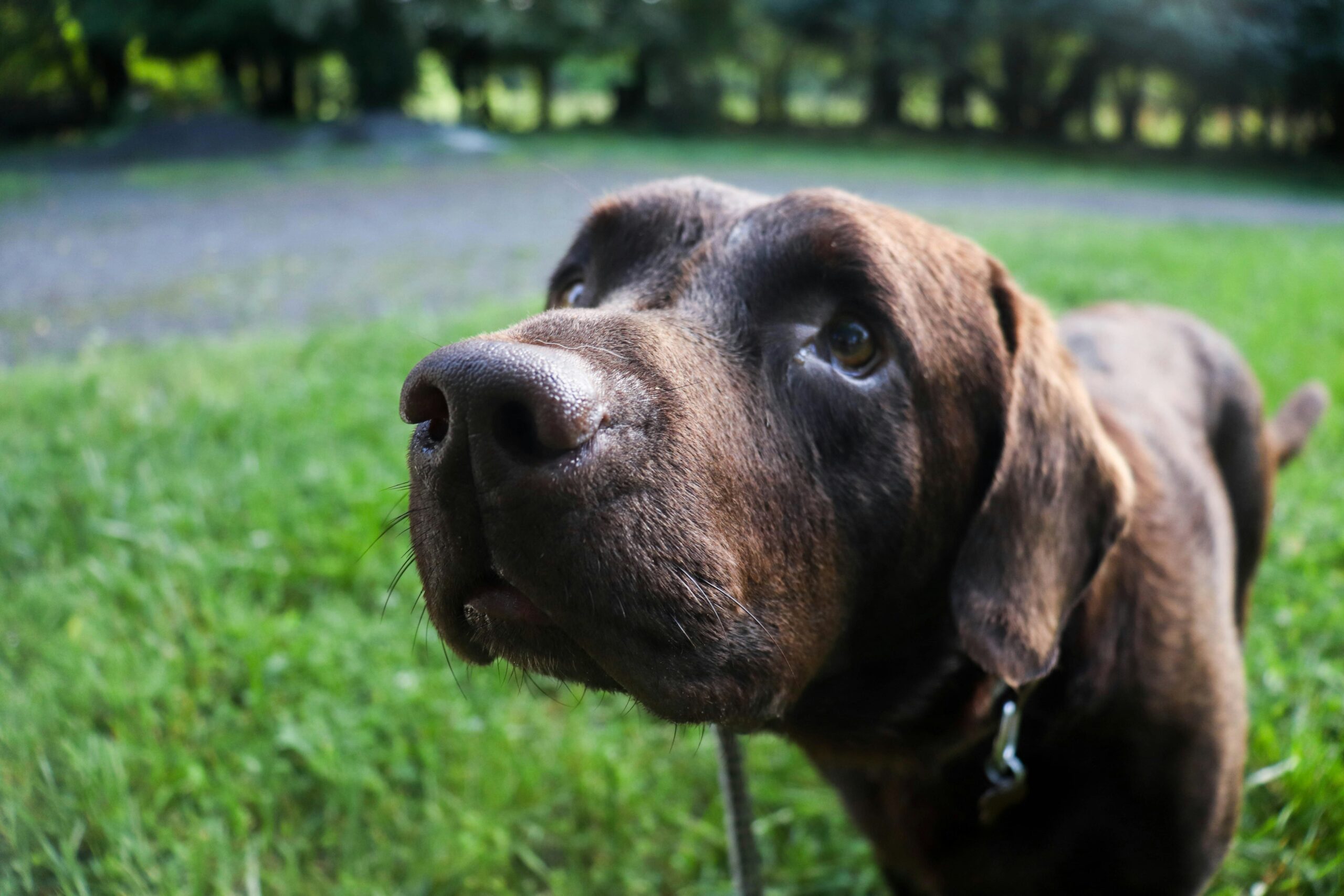 Woman playing hide-and-seek with her trained dog