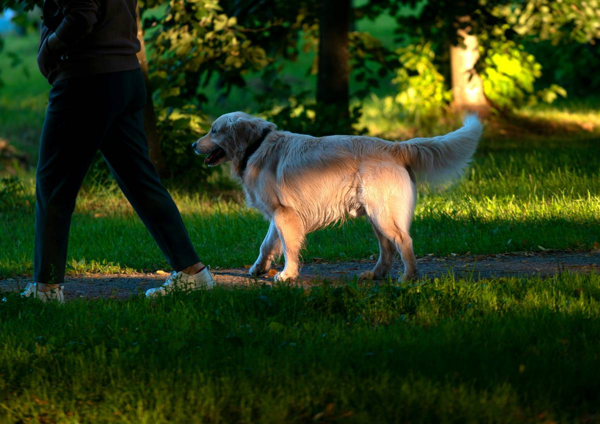 A brown rescue dog running freely in a grassy field