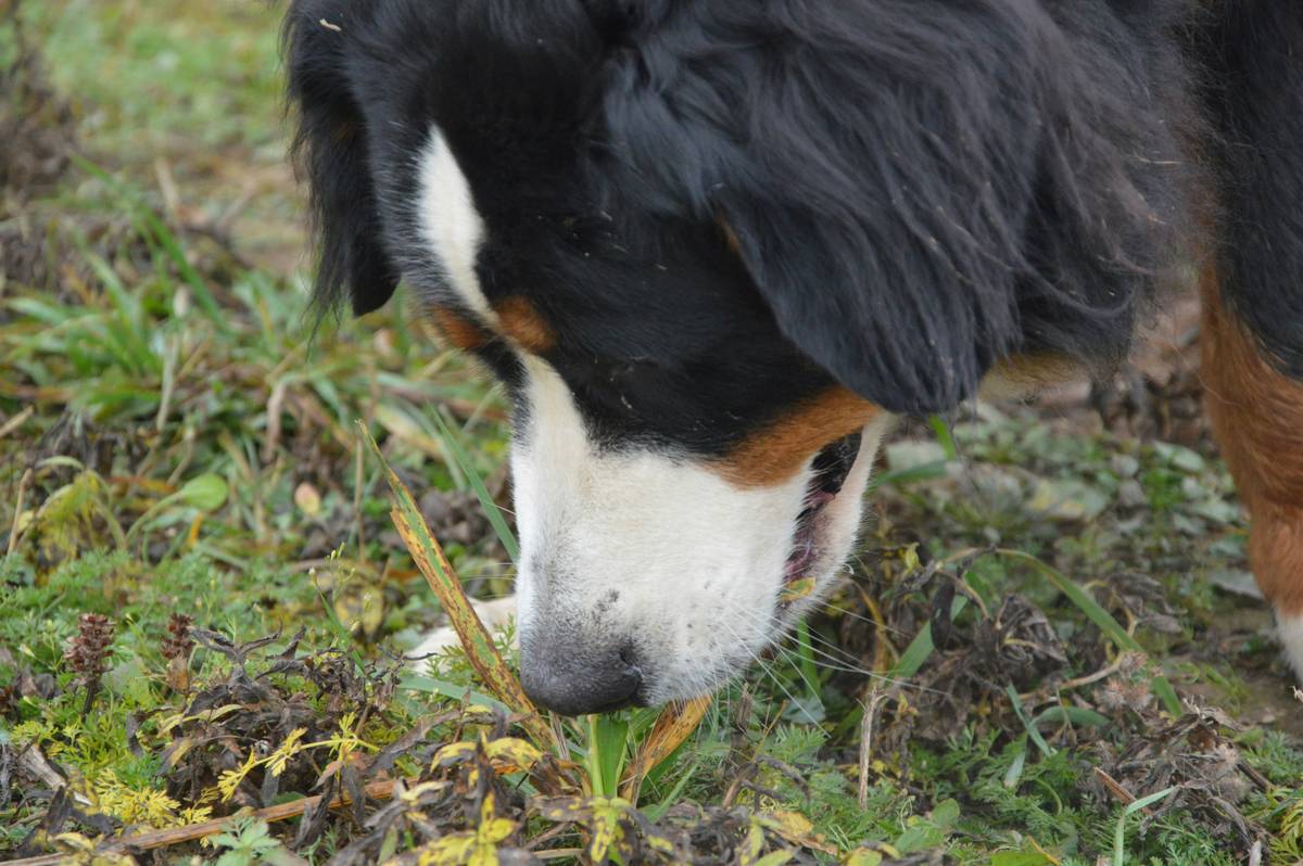 A dog sniffing a jar containing essential oils used in scent training