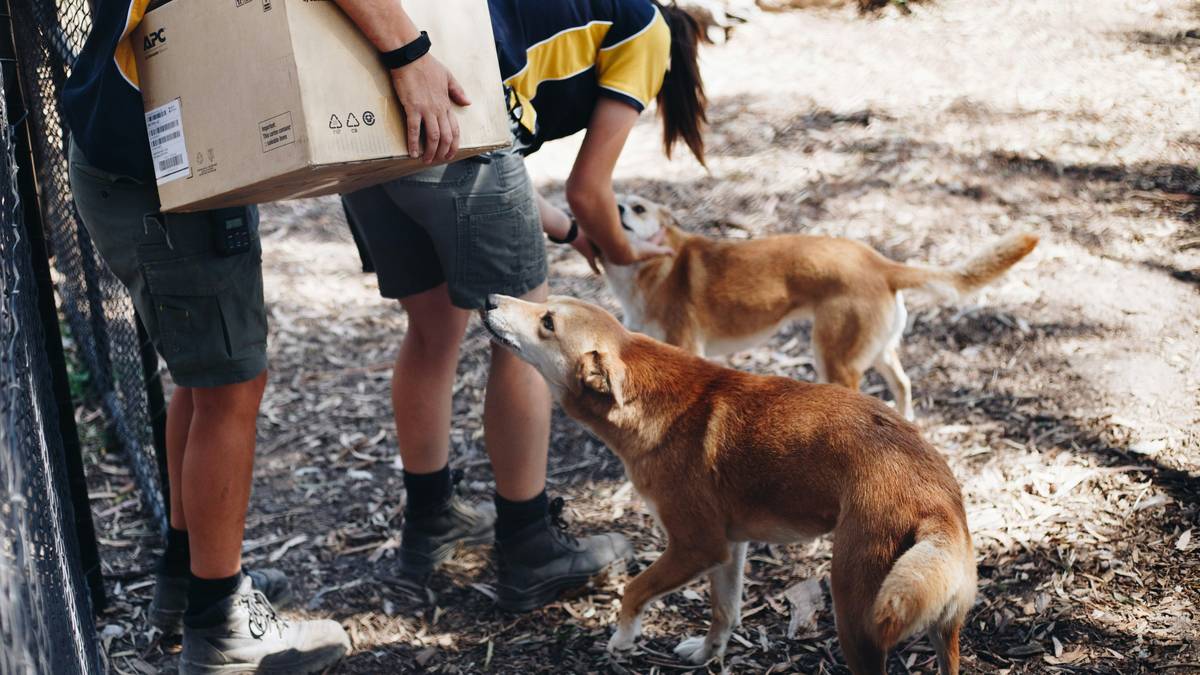 A group of people gathered around discussing a whiteboard with dog training notes.