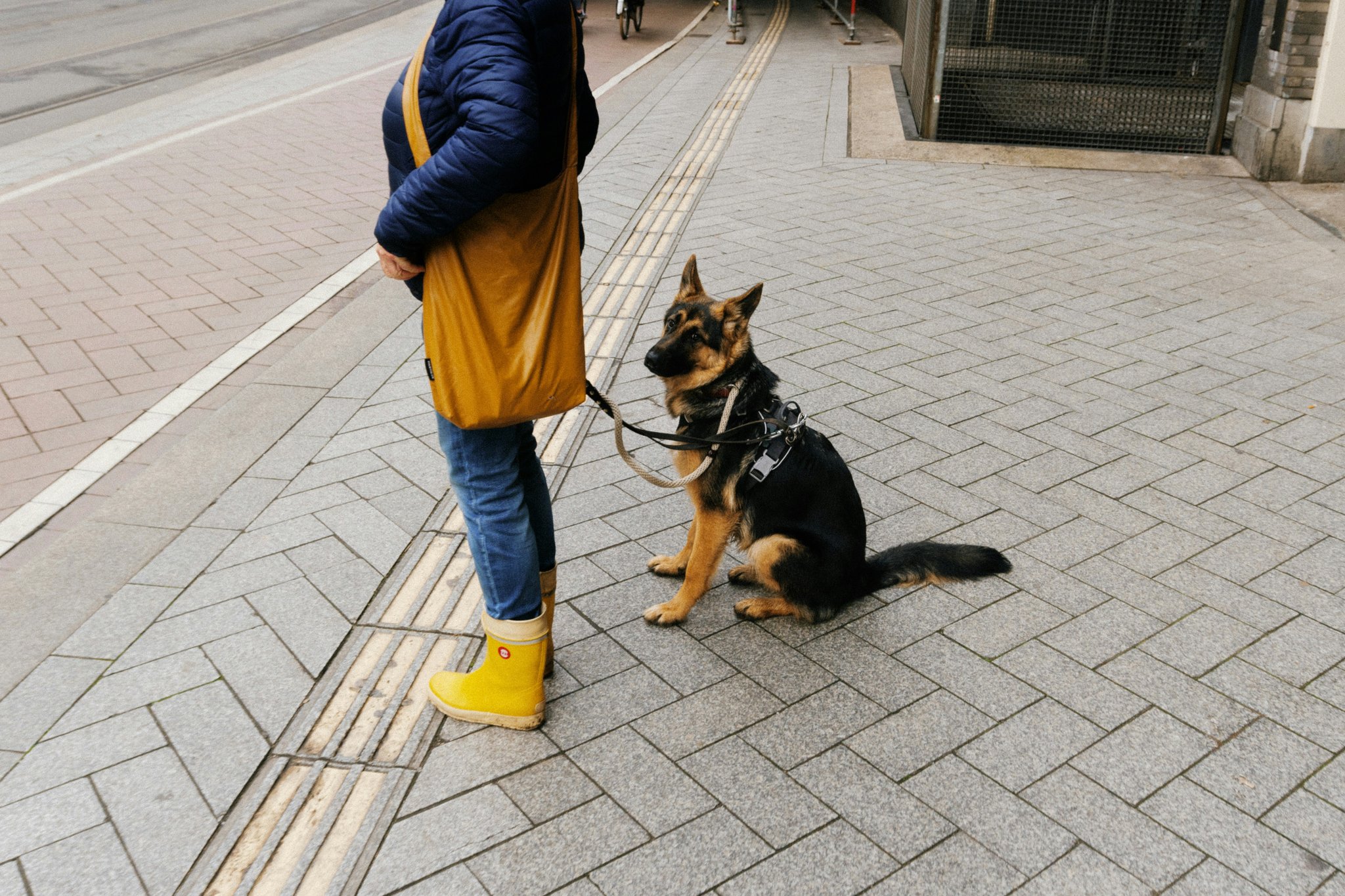 A handler using gradual exposure therapy to acclimate a nervous dog to park settings.