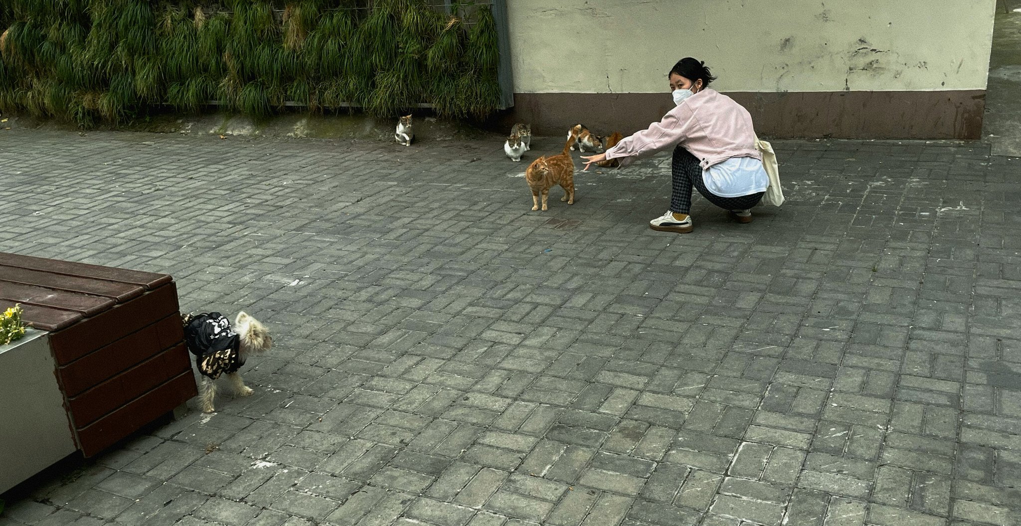 A nervous rescue dog being approached by two people.