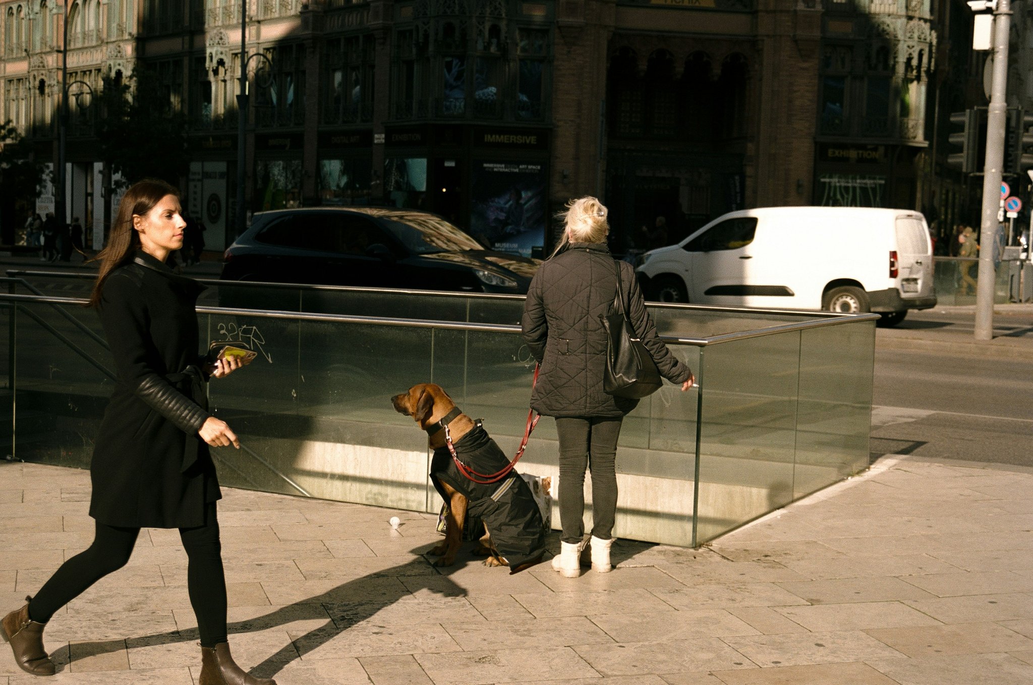 A rescue dog walking cautiously down a busy urban street.