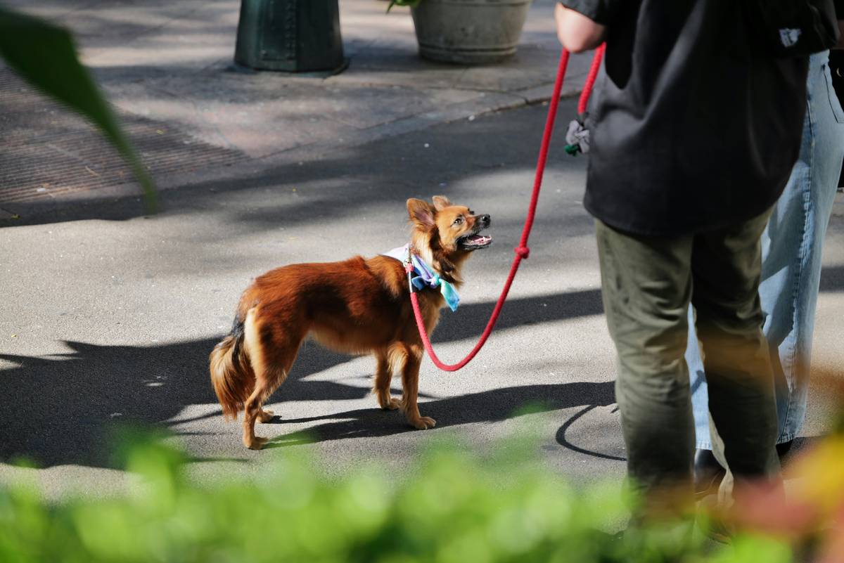 A tan rescue dog sniffing the ground outdoors