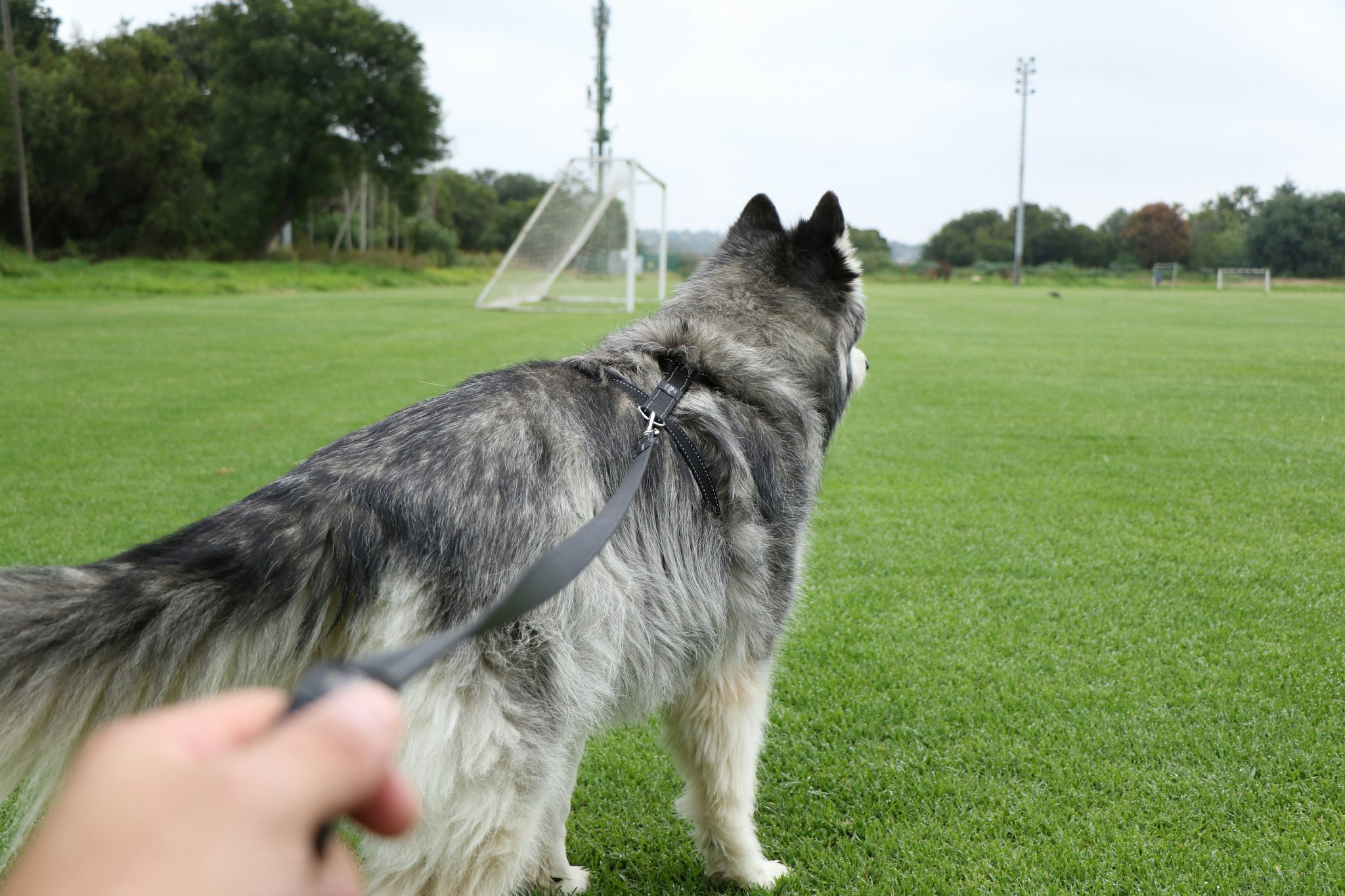 A trainer creating a personalized search operation plan for a rescue dog