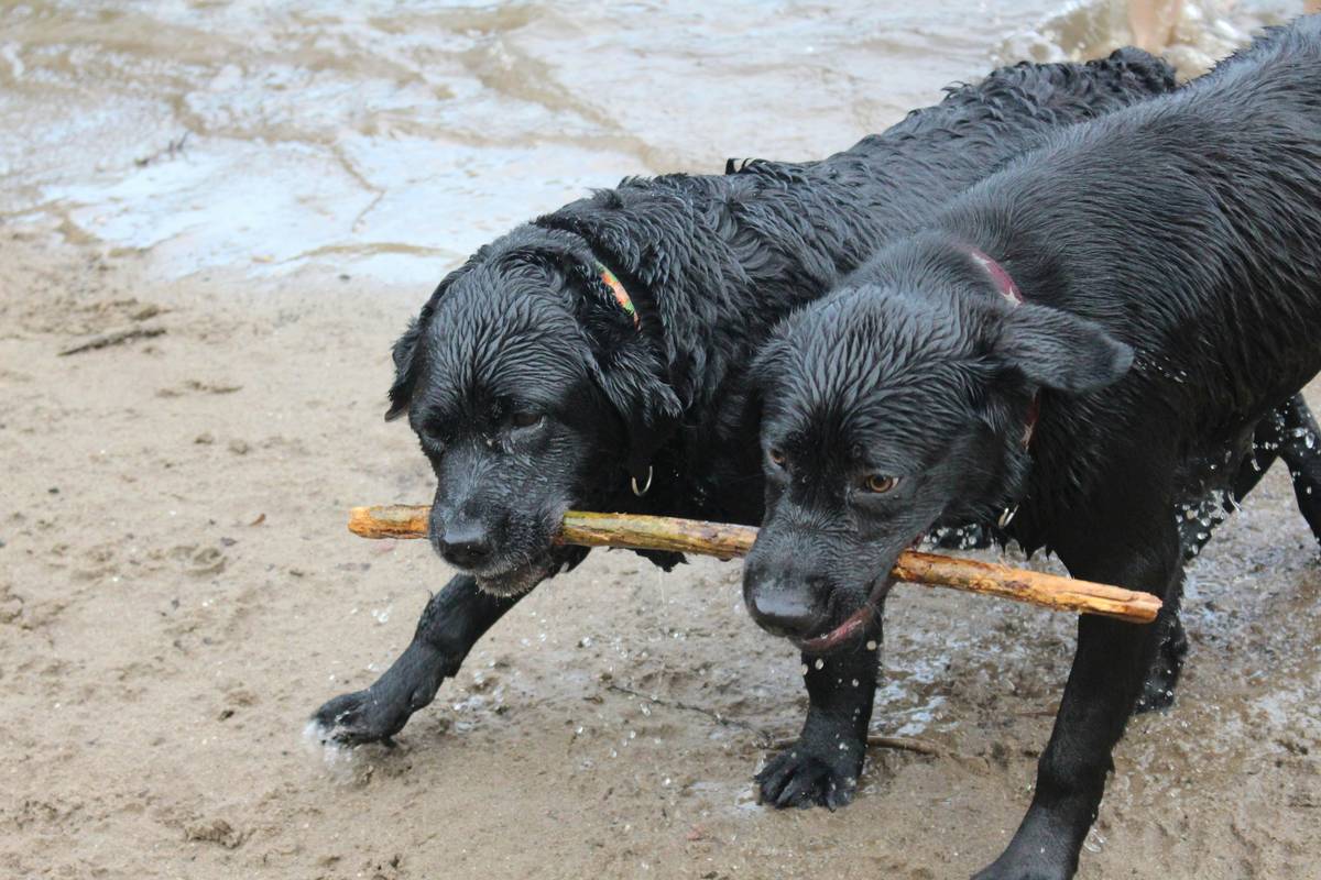 A trainer teaching commands to a happy rescue dog outdoors.
