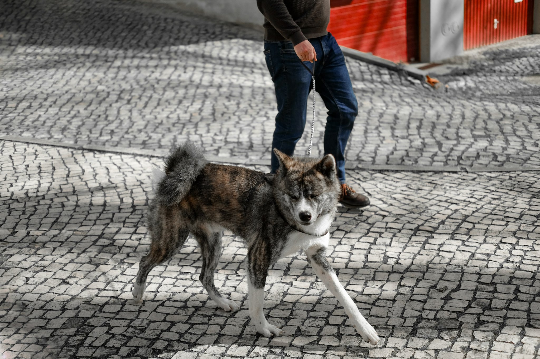 Bella confidently sitting beside her owner in a bustling New York City subway station.