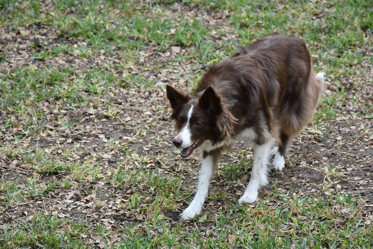 Bella mid-leap during an agility competition.