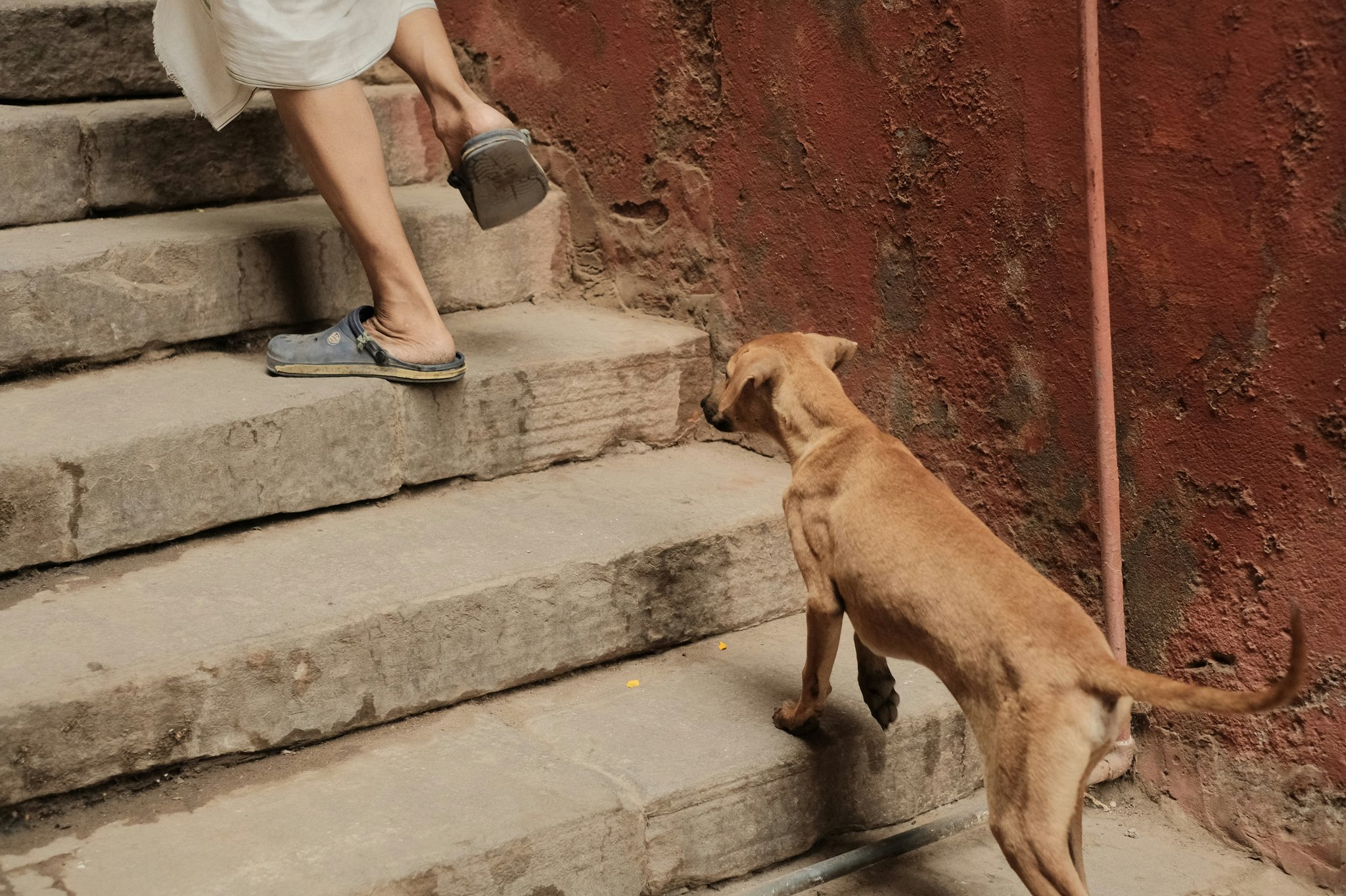 Close-up of a dog’s nose highlighting its sensitivity