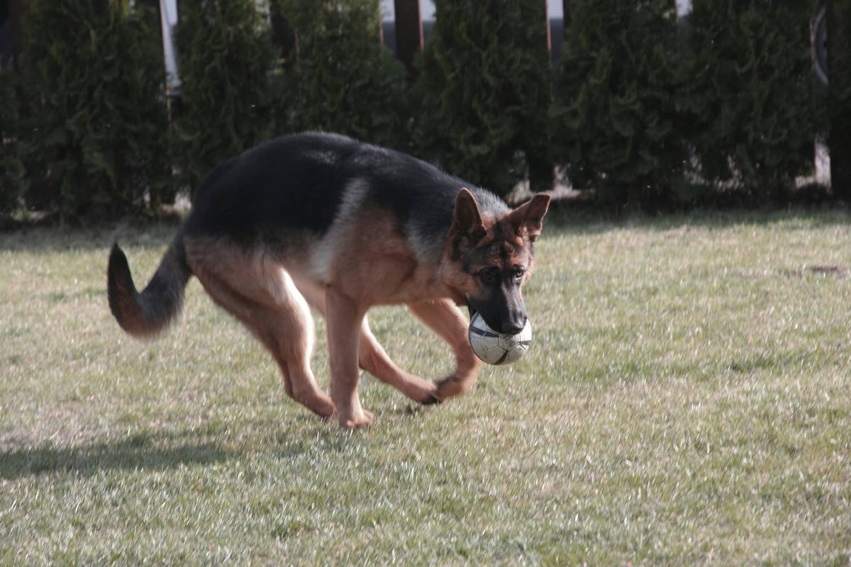 Dog sniffing boxes containing hidden scented items