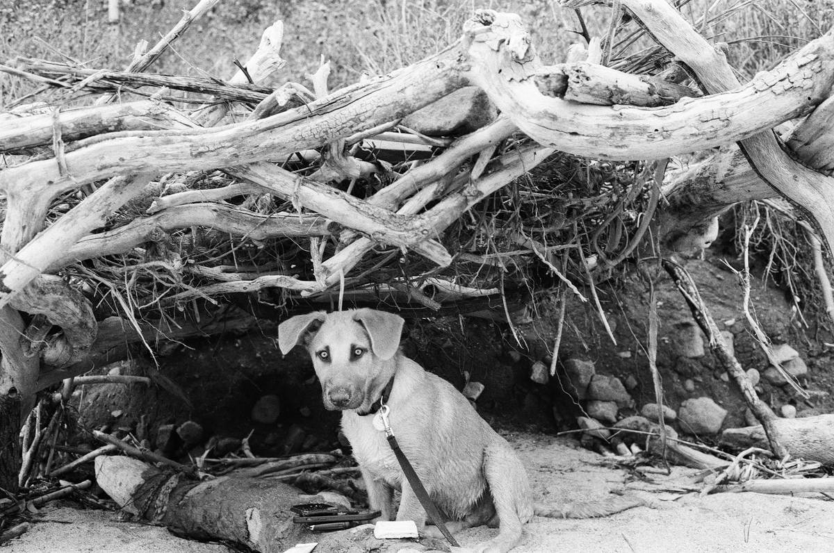How to Master "Search in Debris" for Rescue Dog Training: Unleash Your Pup's Potential