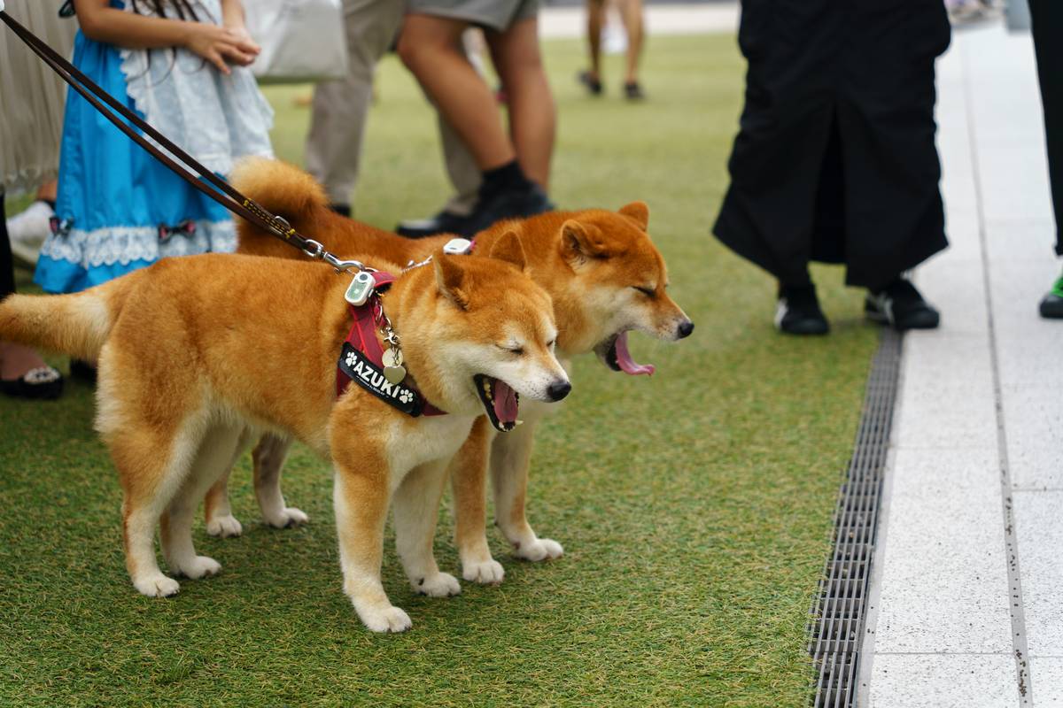How to Master Team Deployment Strategies for Rescue Dog Training