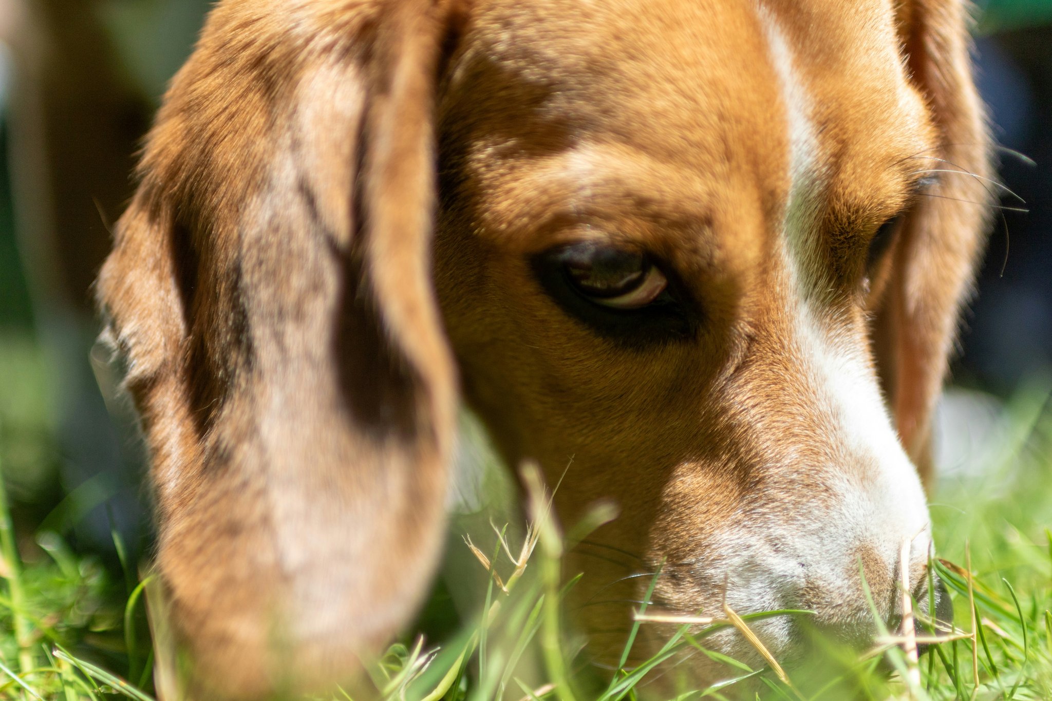 Mastering Odor Location Drills for Rescue Dog Training: A Game-Changer