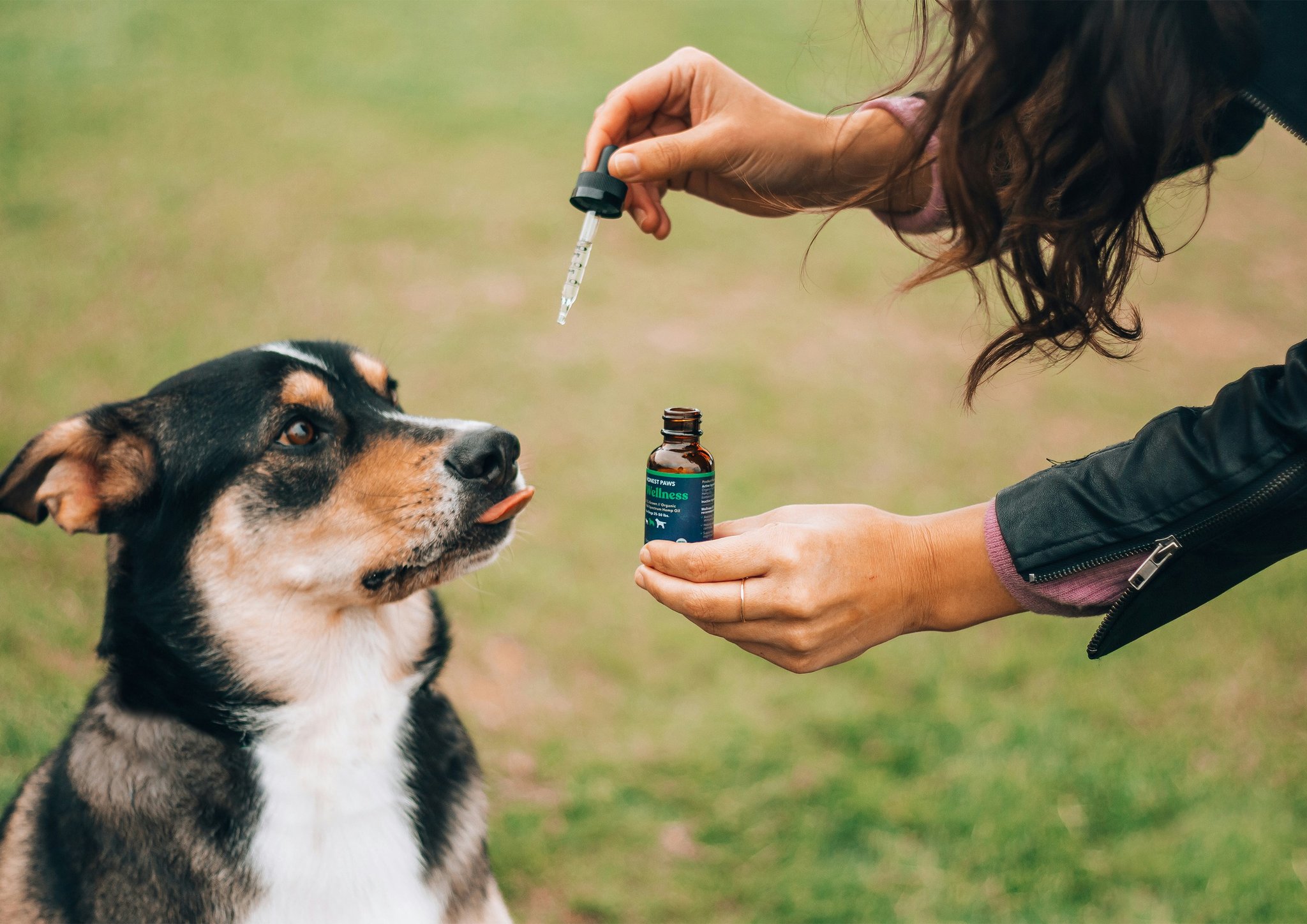 Mastering Scent Alert Dog Training for Rescue Dogs: The Ultimate Guide