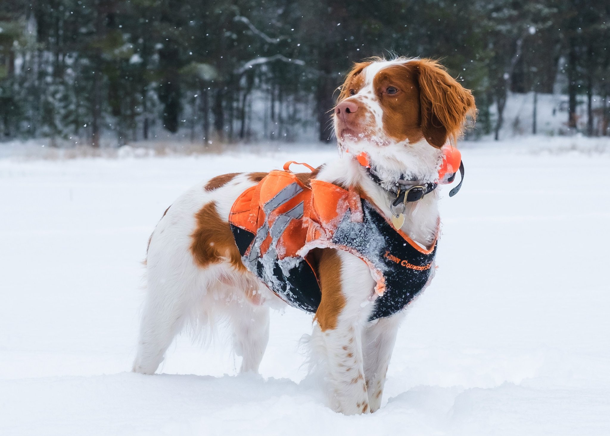 Mastering Scent Tracking Drills for Rescue Dog Training: Unlock Your Pup’s Potential