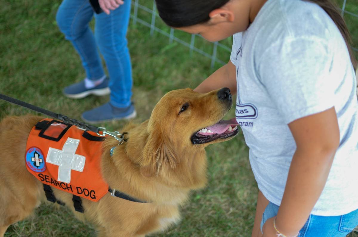 Maxine, a rescue dog turned therapy pup, lying next to her certification badge.