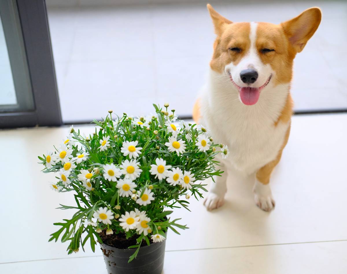 Puzzled dog sitting amid scattered obedience equipment