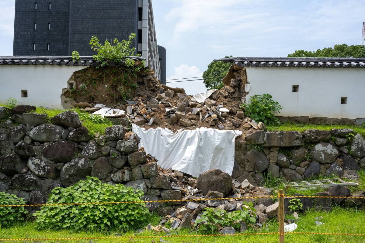 A rescue dog wearing a harness, looking focused on its handler