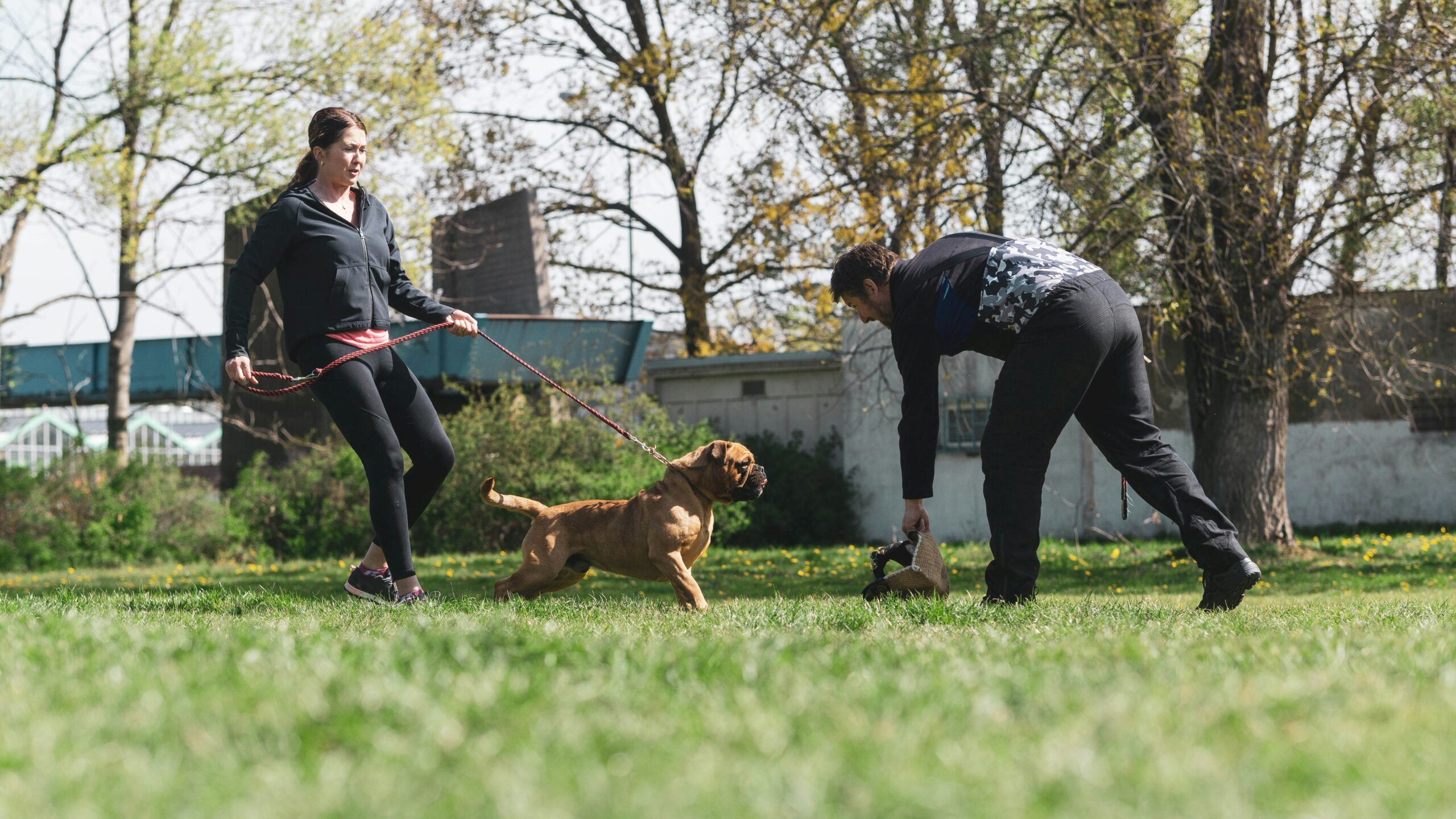 Trainer demonstrating proper loose-leash walking technique with a rescue dog.