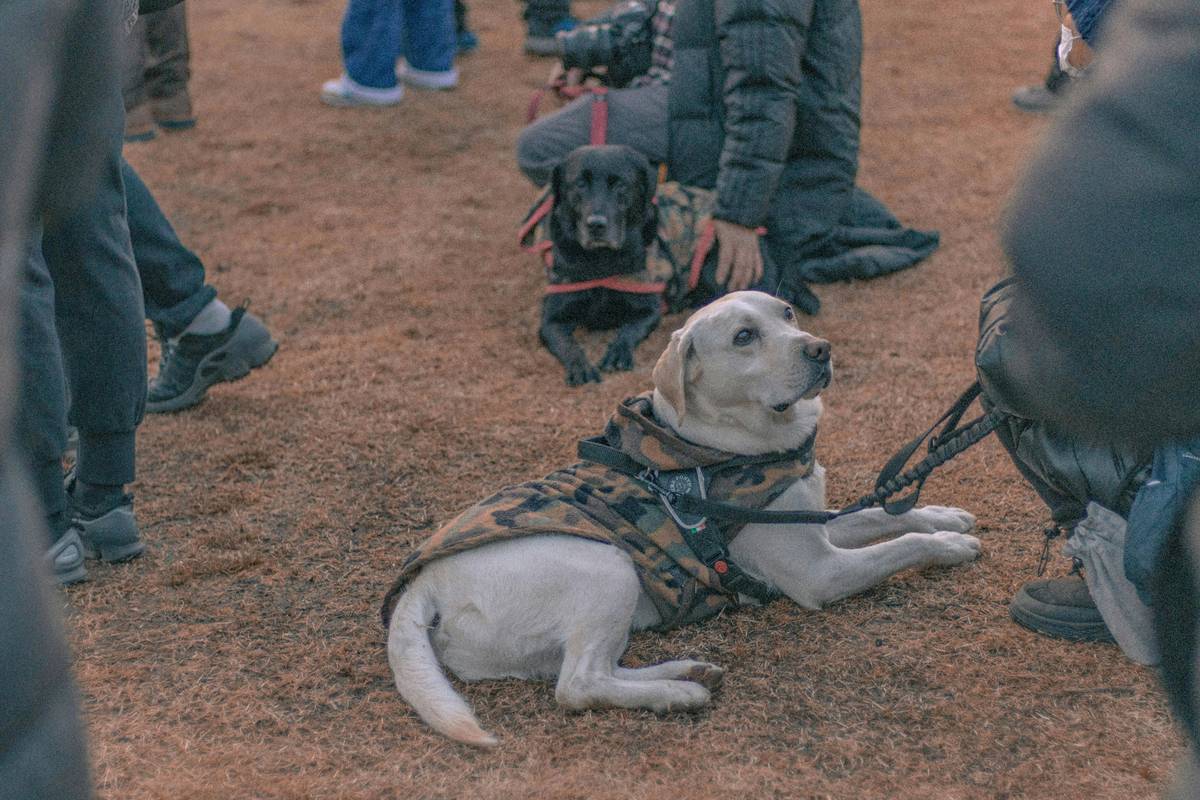 Two trainers working together to teach a dog commands outdoors
