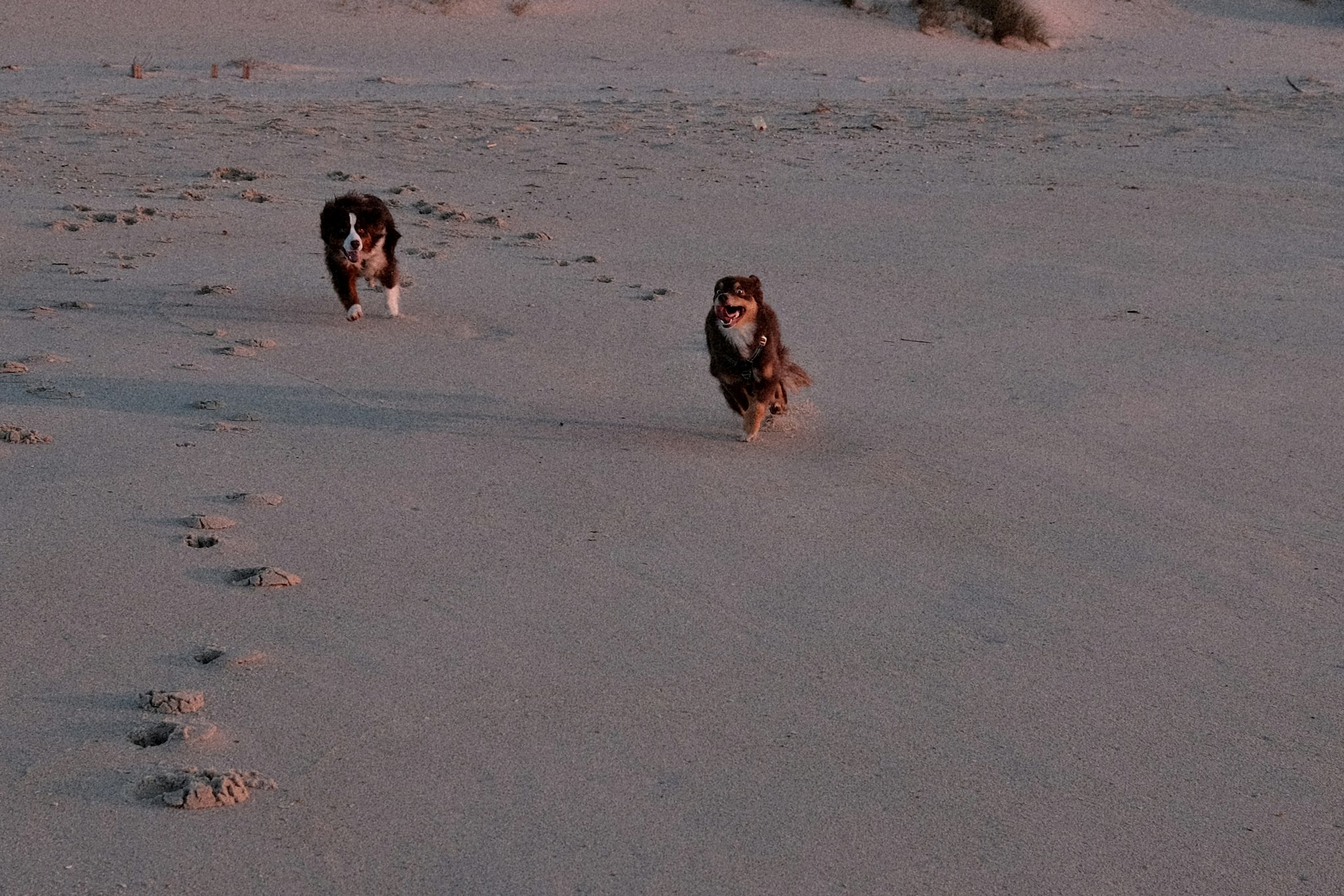 Urban Search Methods: The Ultimate Guide to Rescue Dog Training