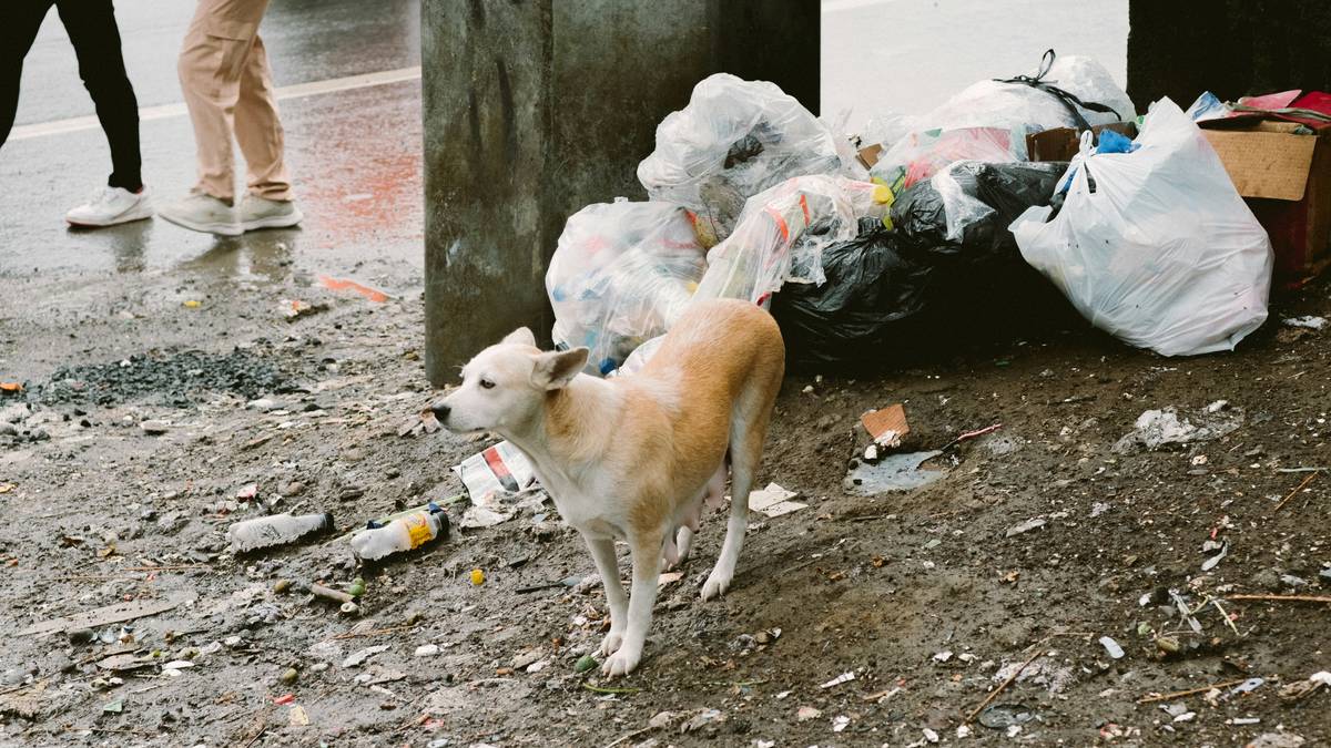 Sequence showing steps to train a dog for searching in debris