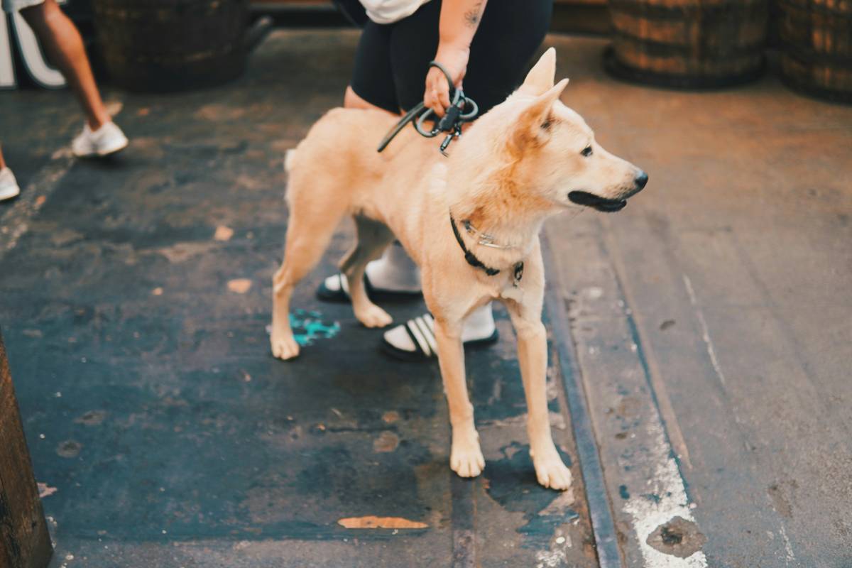 A brown rescue dog sniffing grass during a scent exercise.
