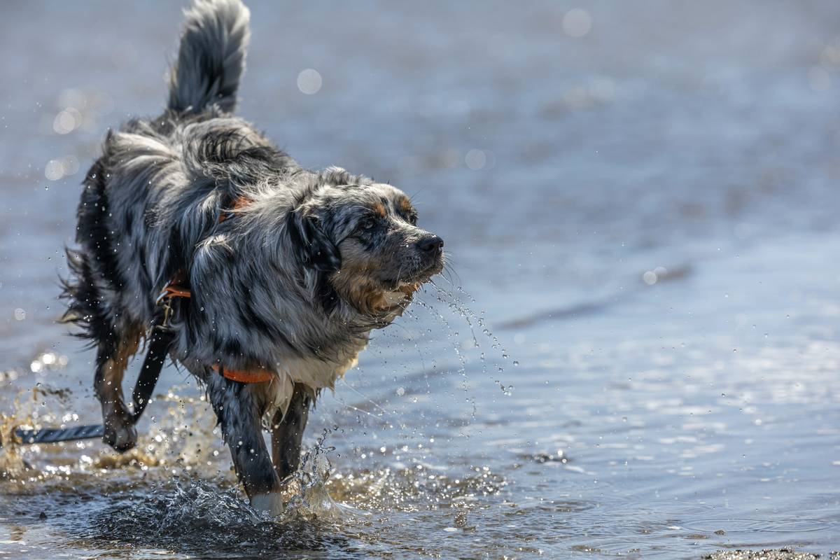 A confused-looking rescue dog standing in a doorway unsure of what to do.