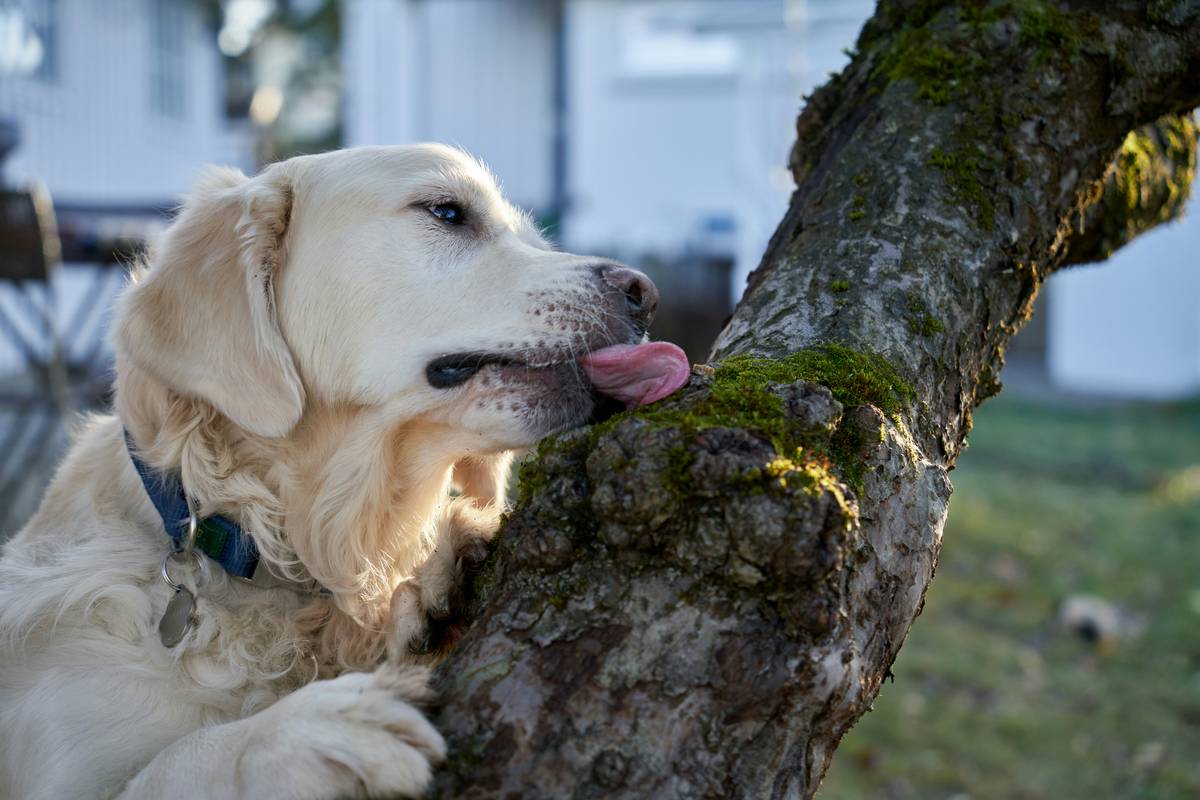 A golden retriever being bathed in a tub
