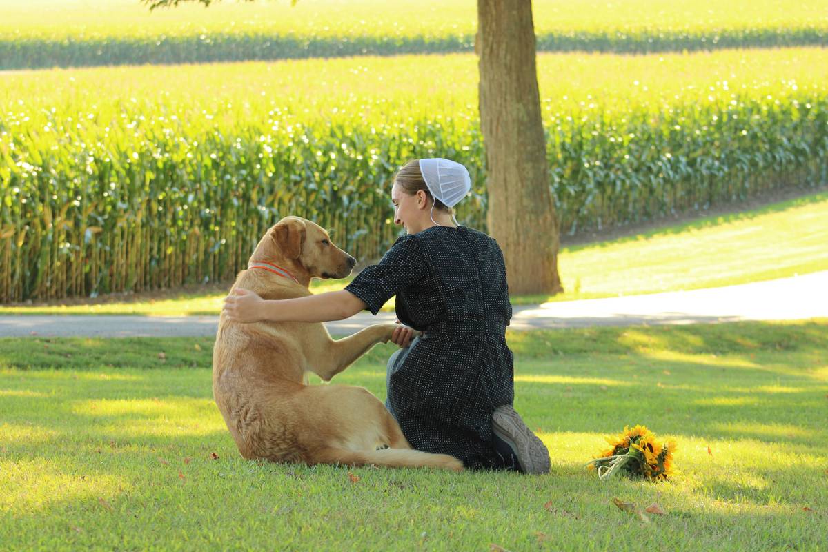 A golden retriever intently sniffing its handler's hand.
