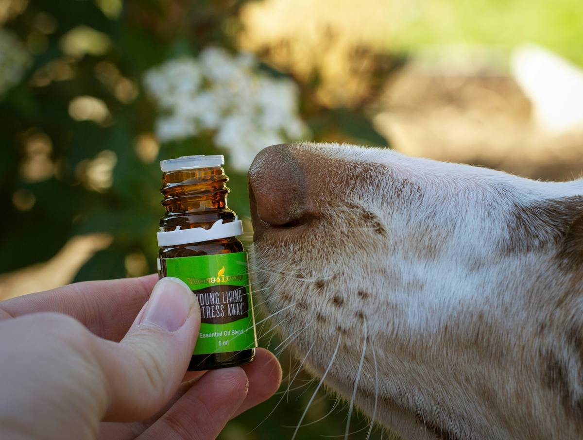 A golden retriever mid-action sniffing the breeze outdoors