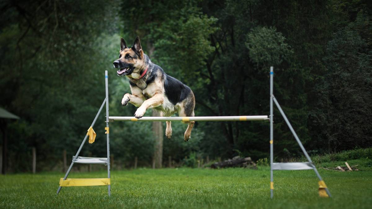 A group of excited dogs participating in an outdoor agility competition