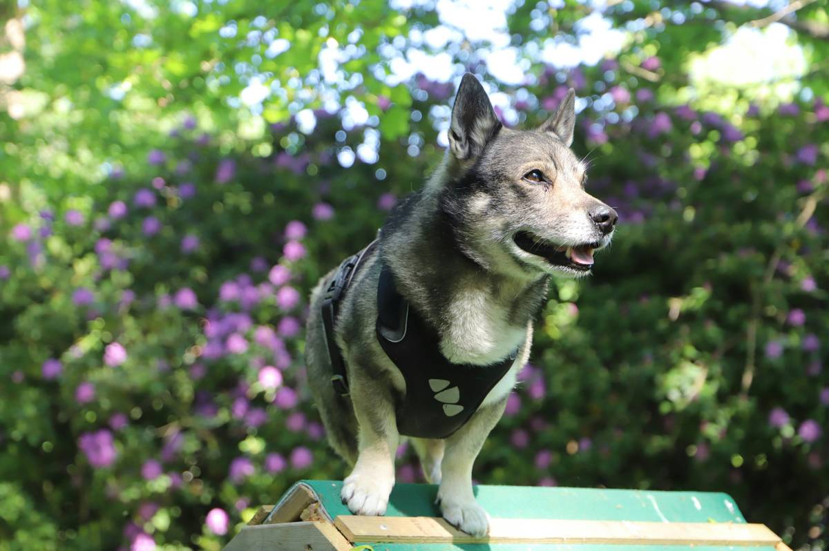 A handler teaching a rescue dog basic obedience commands in a park setting.