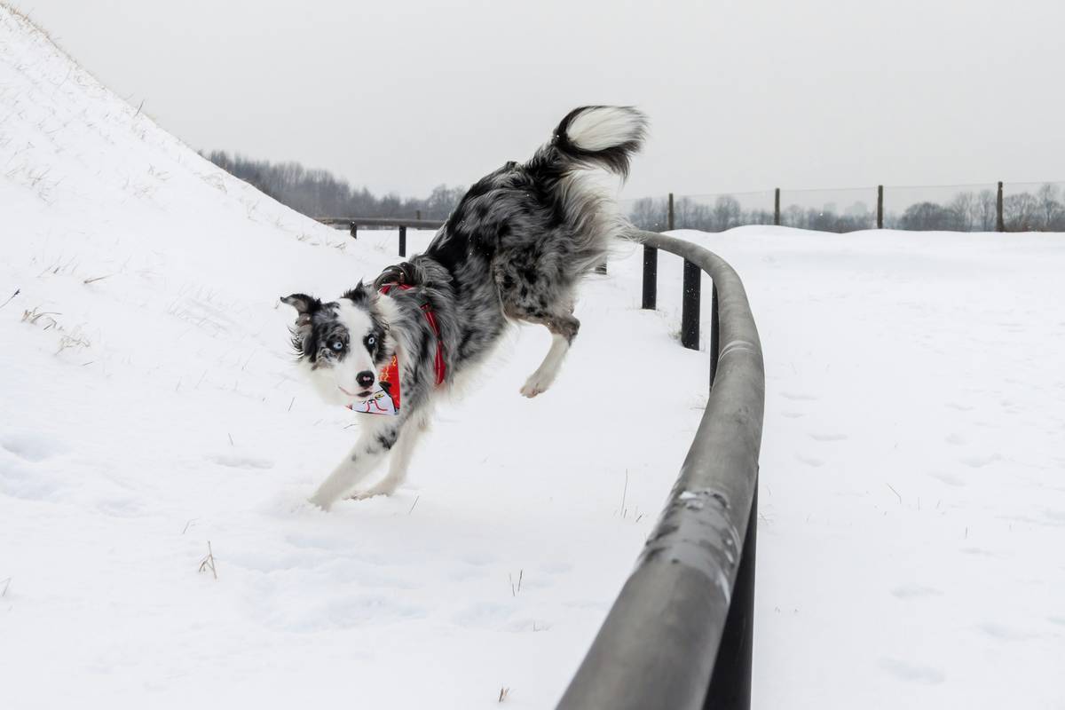 A happy rescue dog navigating an indoor obstacle course made from household items