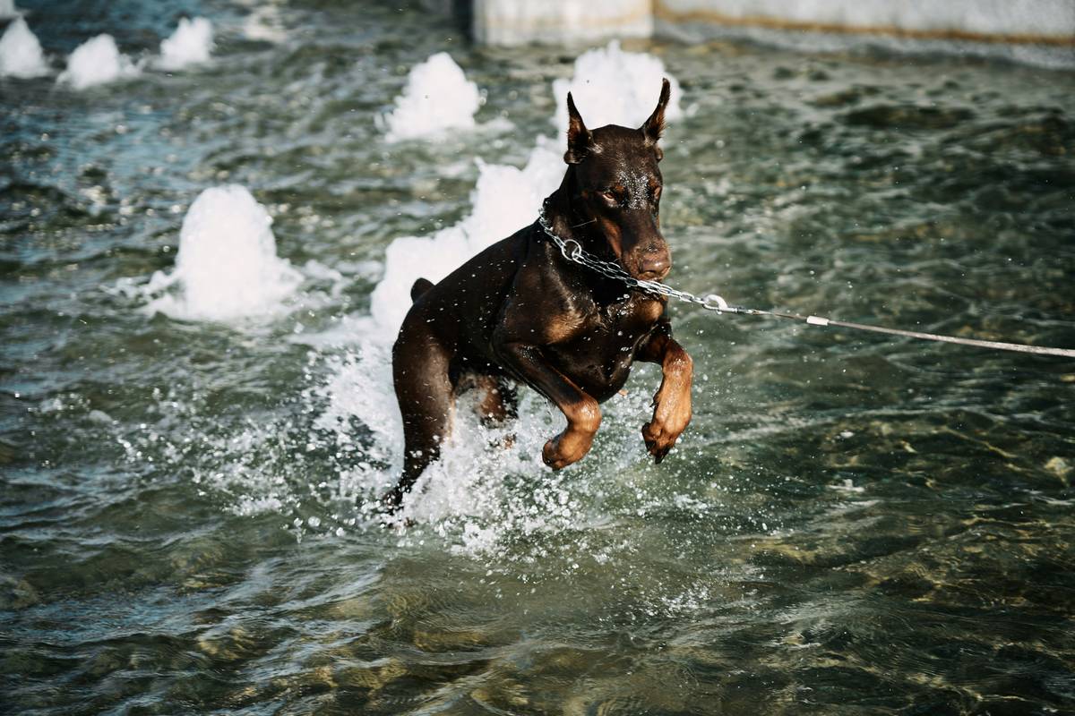 A playful golden retriever jumping over a hurdle in a backyard setup