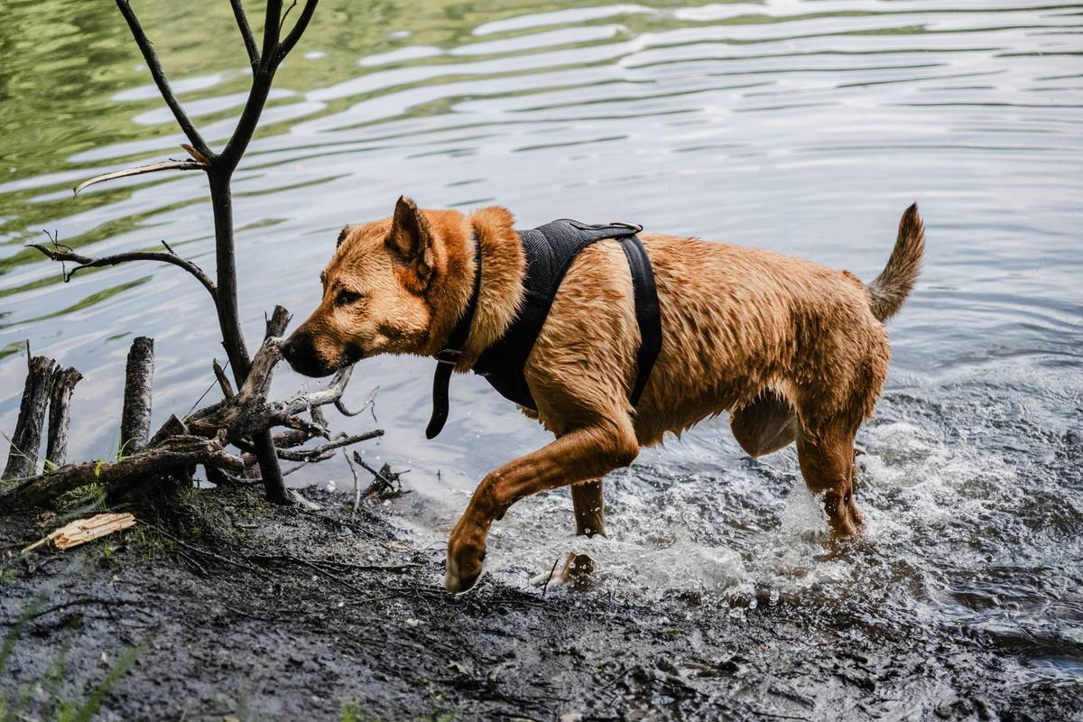 A rescue dog practicing odor detection under supervision