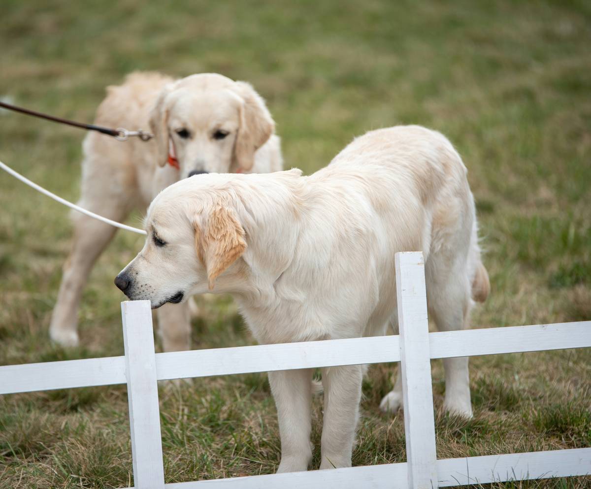 A rescue dog wearing a vest sits beside its handler during a training exercise.