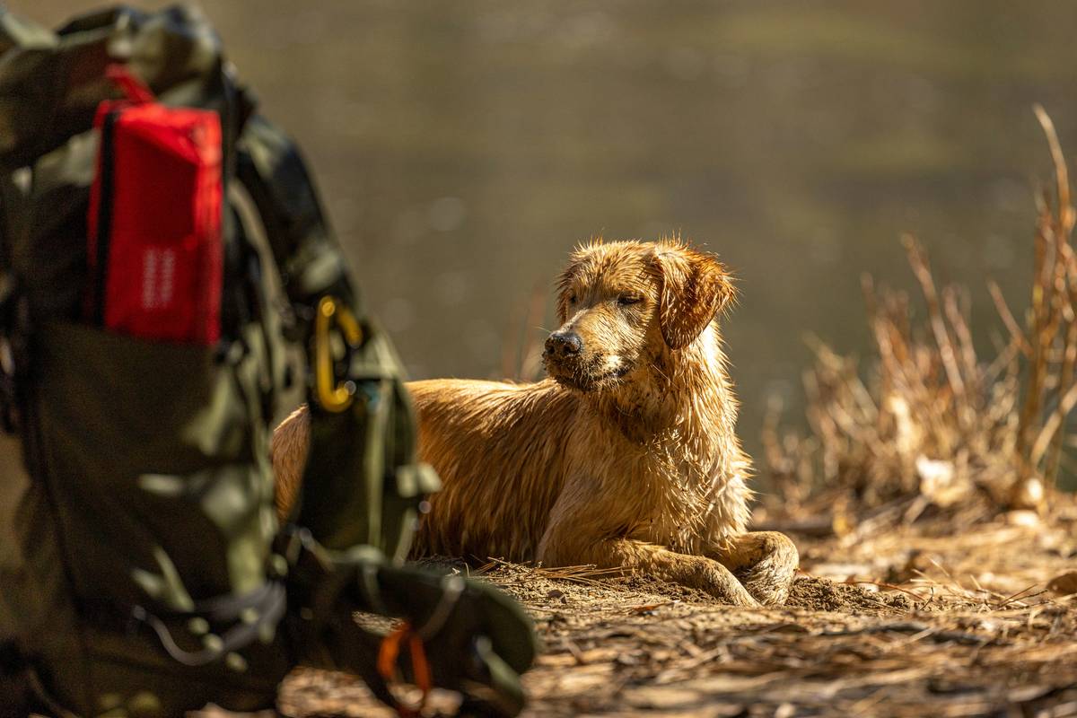 A trainer giving treats to a dog during a training session.