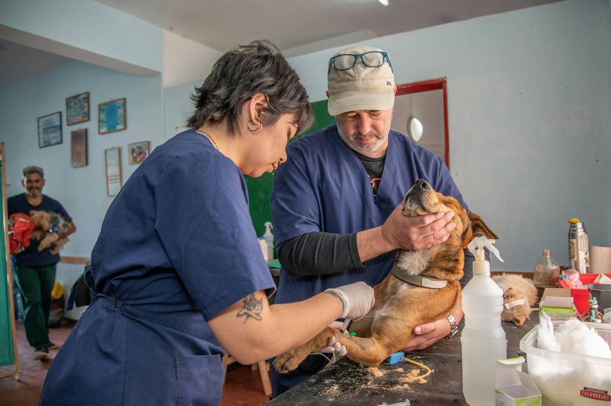 A woman giving her rescue dog a treat during training session.
