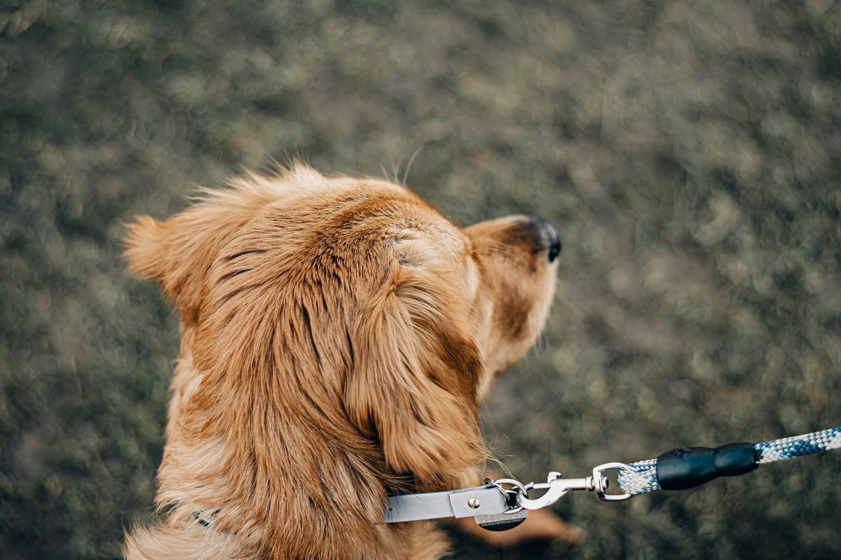 An owner kneeling down to train a smiling rescue dog using treats and positive reinforcement.