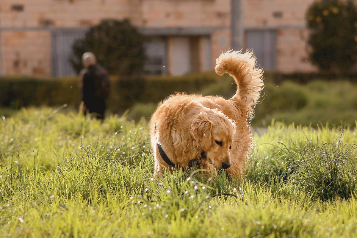 Diagram showing a dog following a circular path around objects during training.