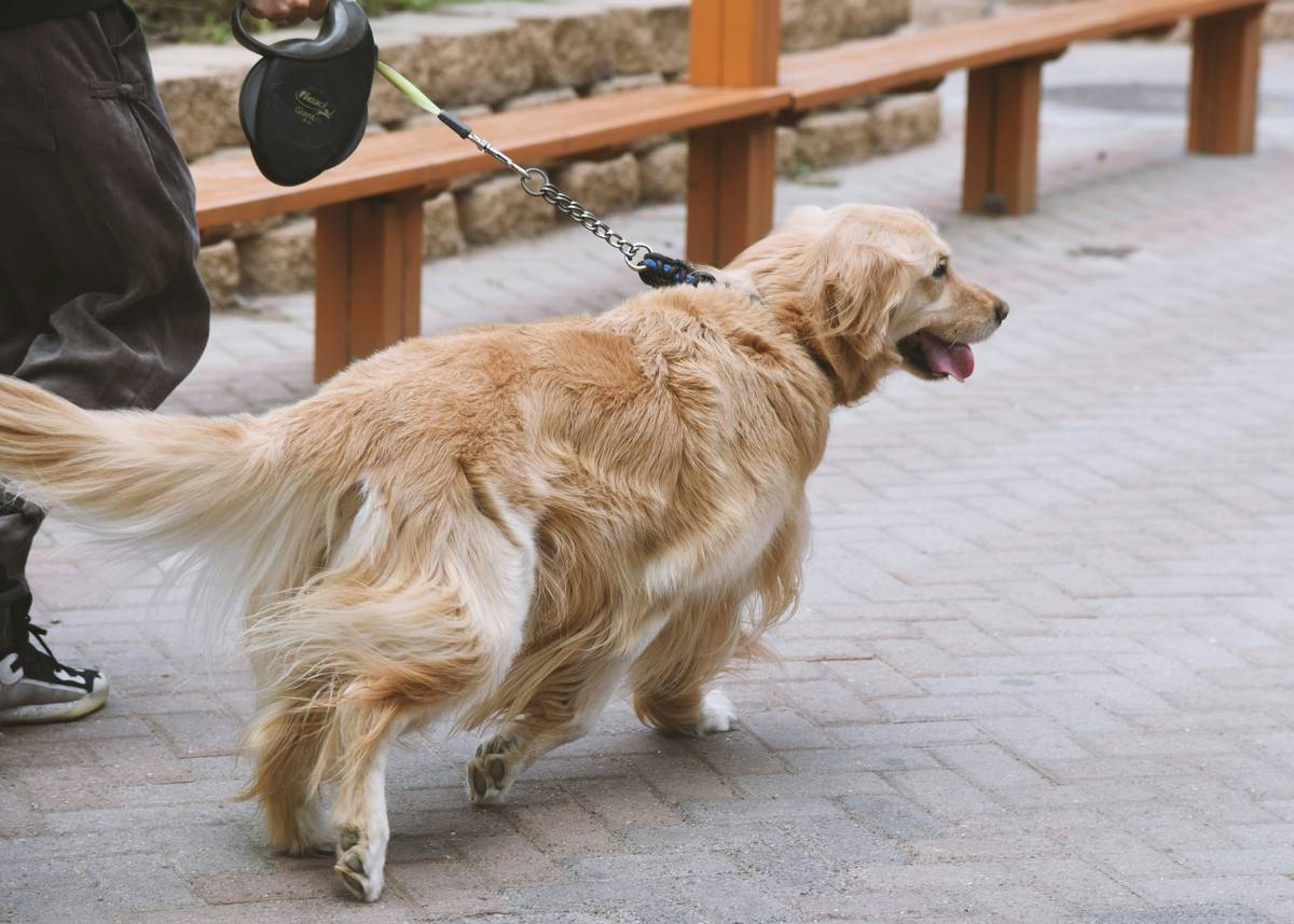 Dog obeying a 'sit' command while owner holds a treat