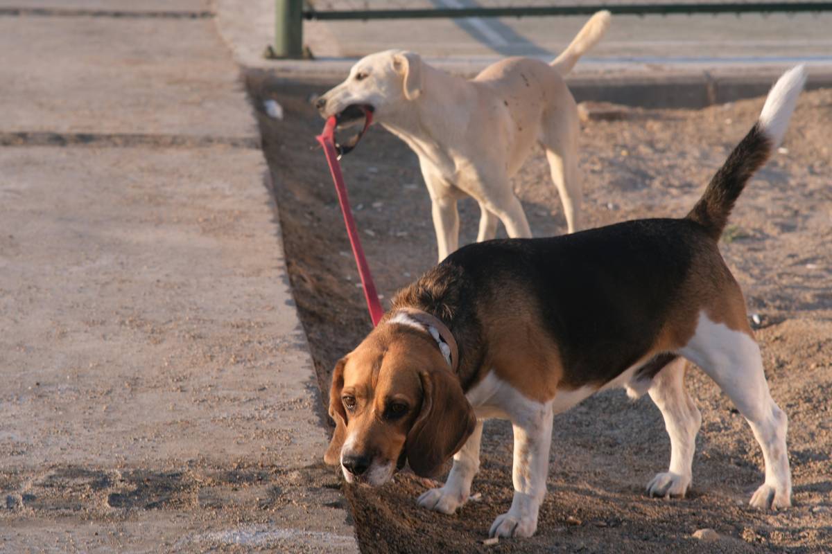 How Rescue Dog Training Builds Stronger Interagency SAR Teamwork: A Comprehensive Guide