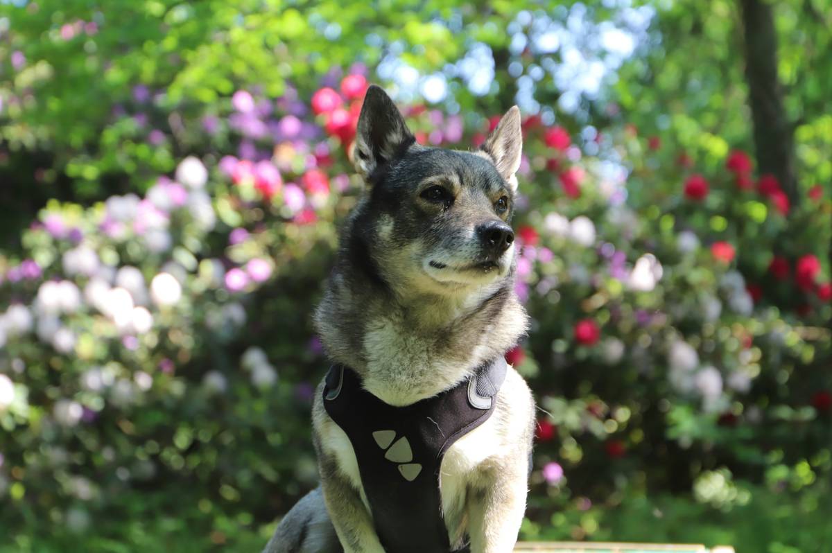 Max the Labrador proudly holding a toy after completing a scent search task
