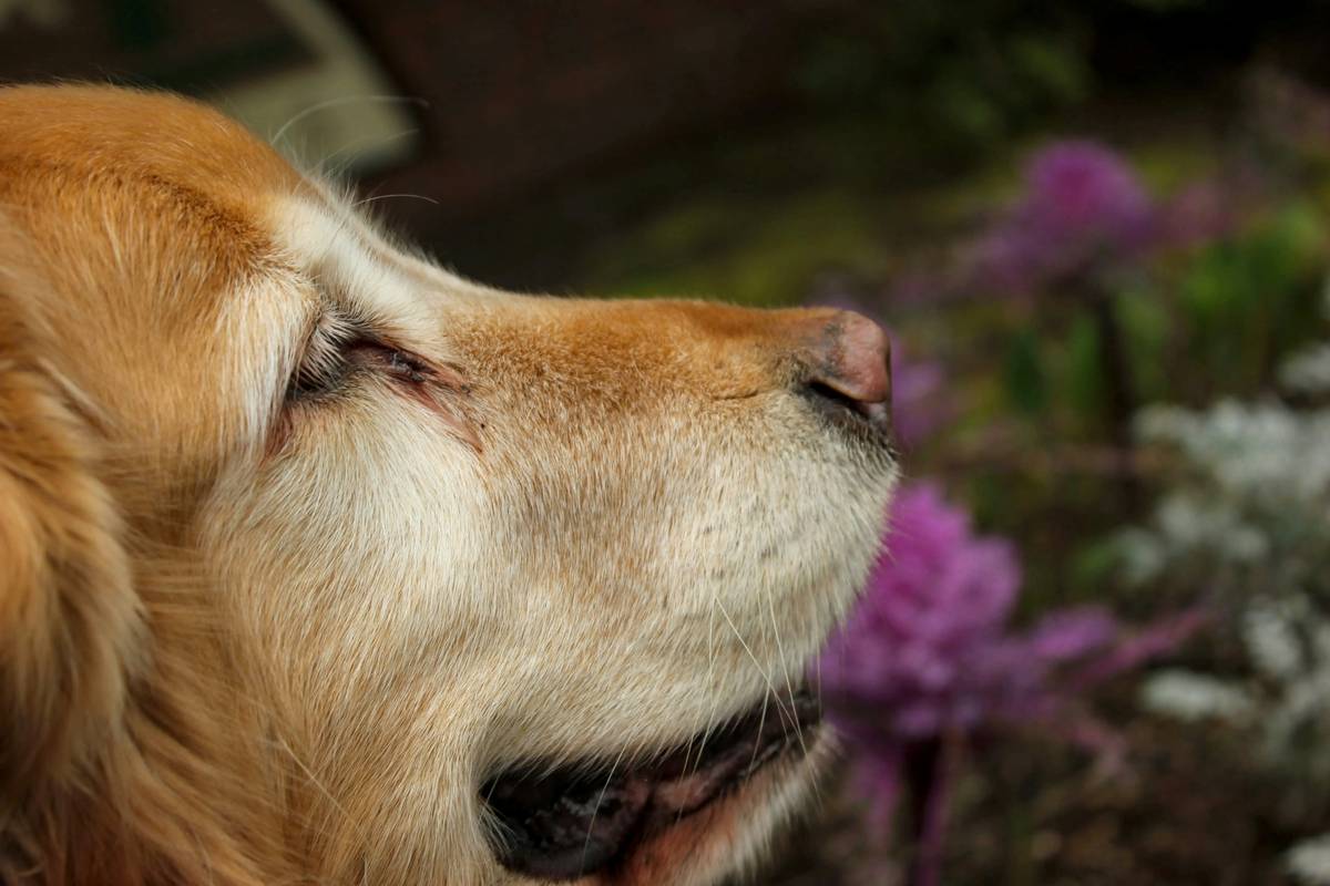 Rescue Dog Training: Mastering the Art of Trained Scent Indication