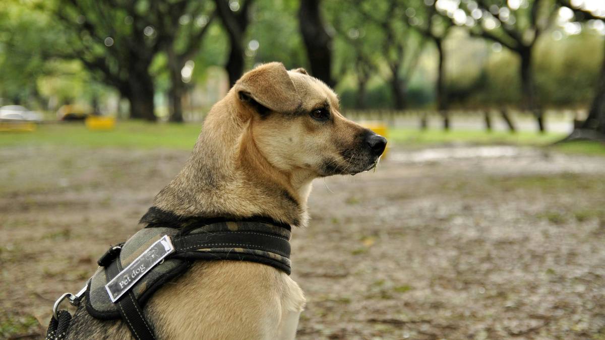 Trainer working with dog surrounded by park benches and trees